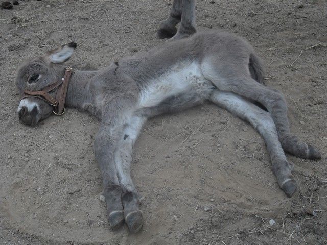 fete ane 2014 (72).jpg